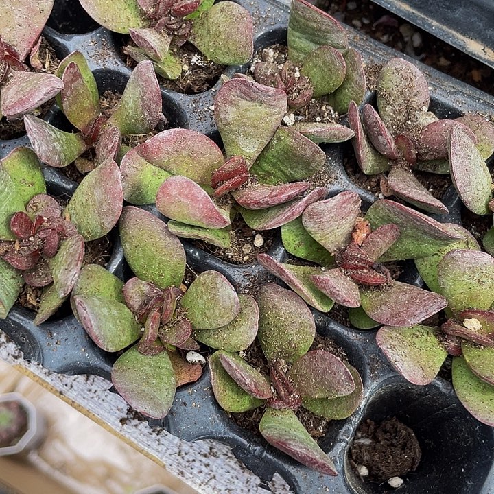 2颗一组小克拉夫2颗