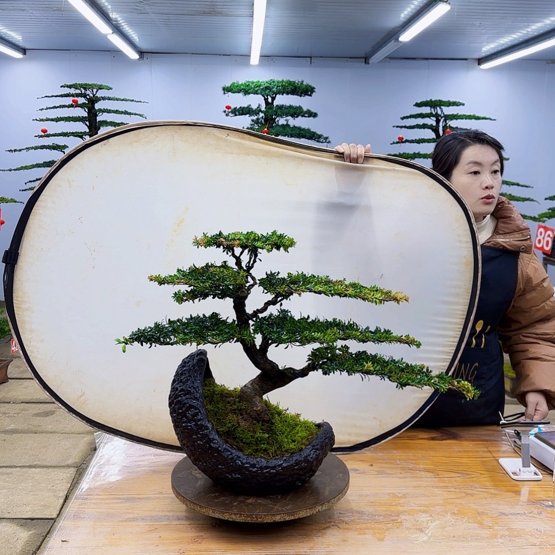 无花朵盆景直播间一物一拍