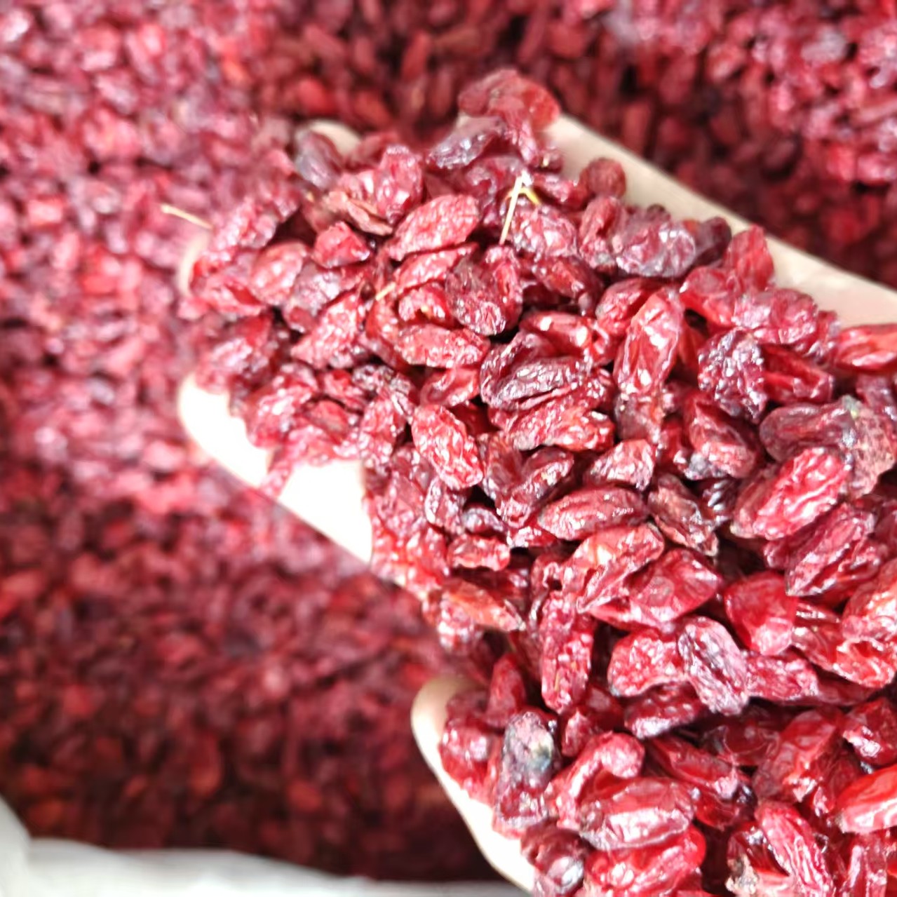 甘肃野外采挖山茱萸250g起