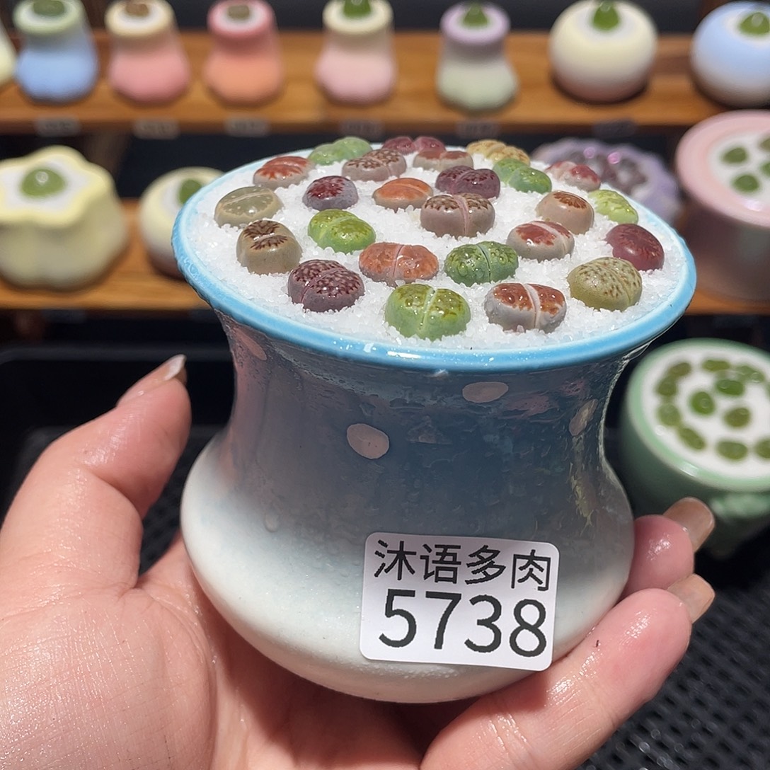 带盆土植物 一物一拍5738