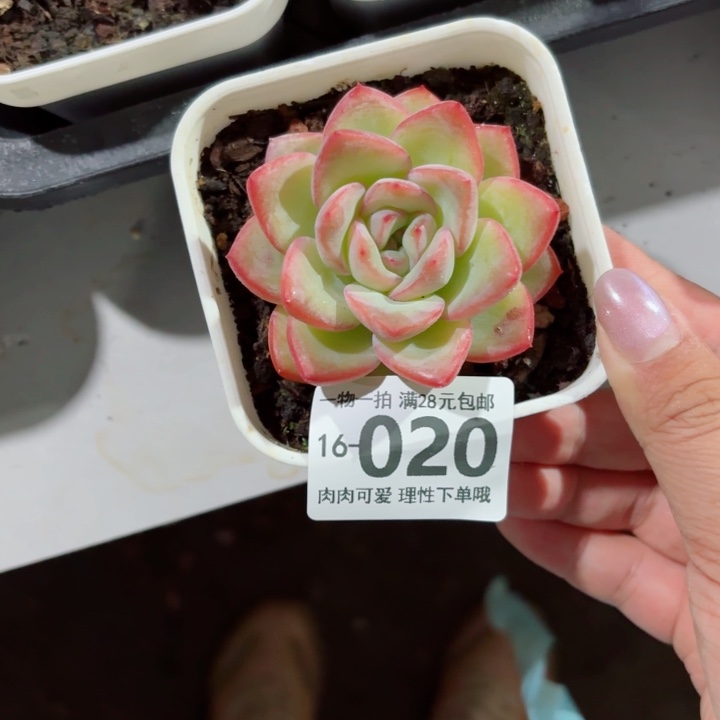 泡芙无盆土发货多肉多肉