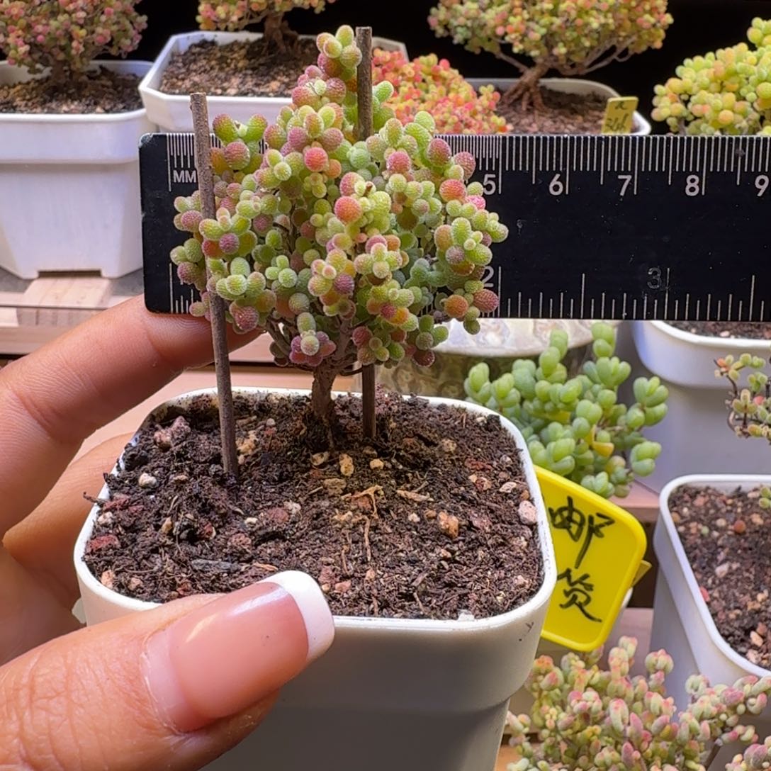 a141号橘子糖冠服5厘米左右圣诞树造型