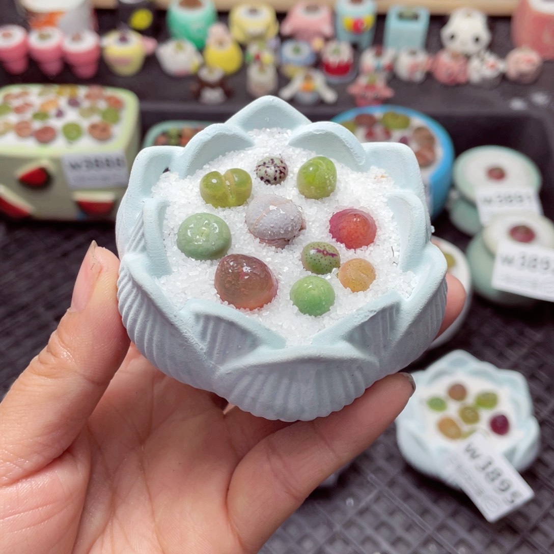 w3897 带盆土发货-零下地区拍保温箱