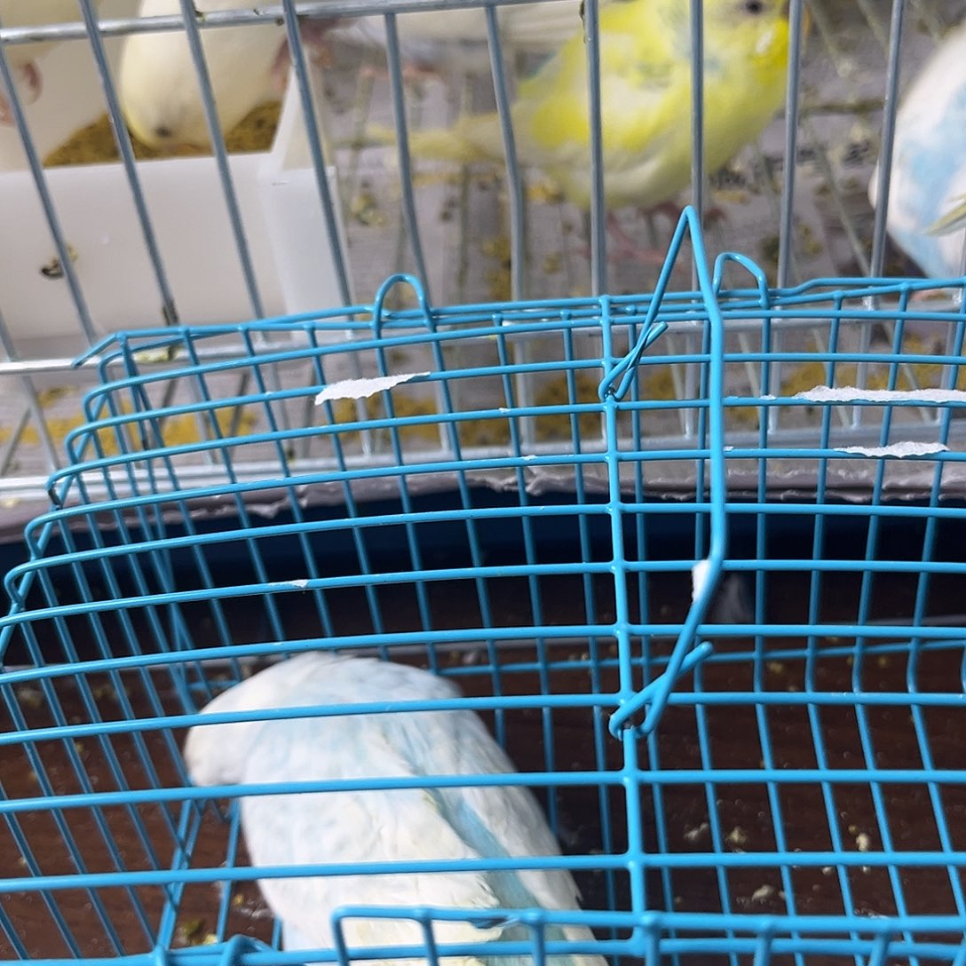 虎皮鹦鹉金彩鹦鹉