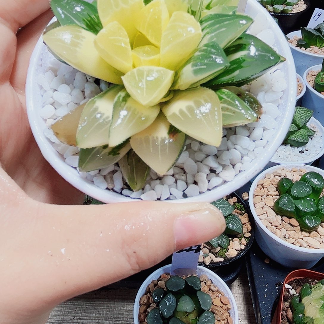 姬寿锦多肉植物新手好养