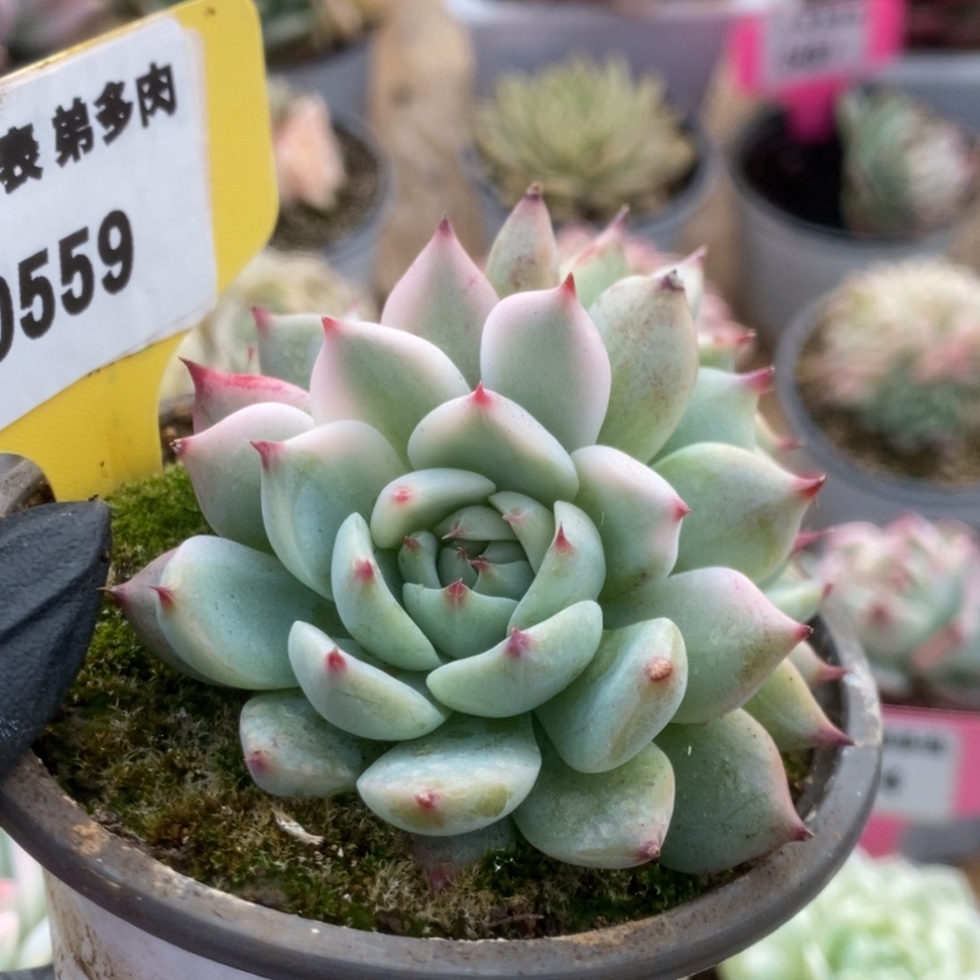 559吉娃娃锦锦锦锦锦