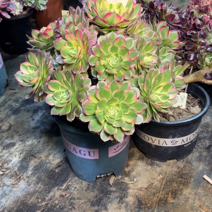 20海王多肉一物一拍