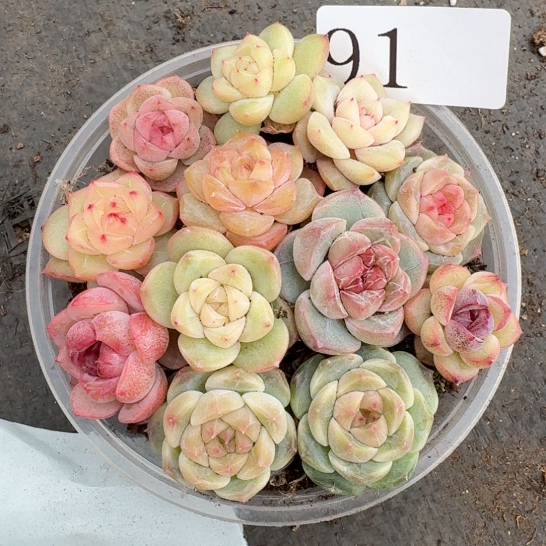 多肉植物多肉植物91