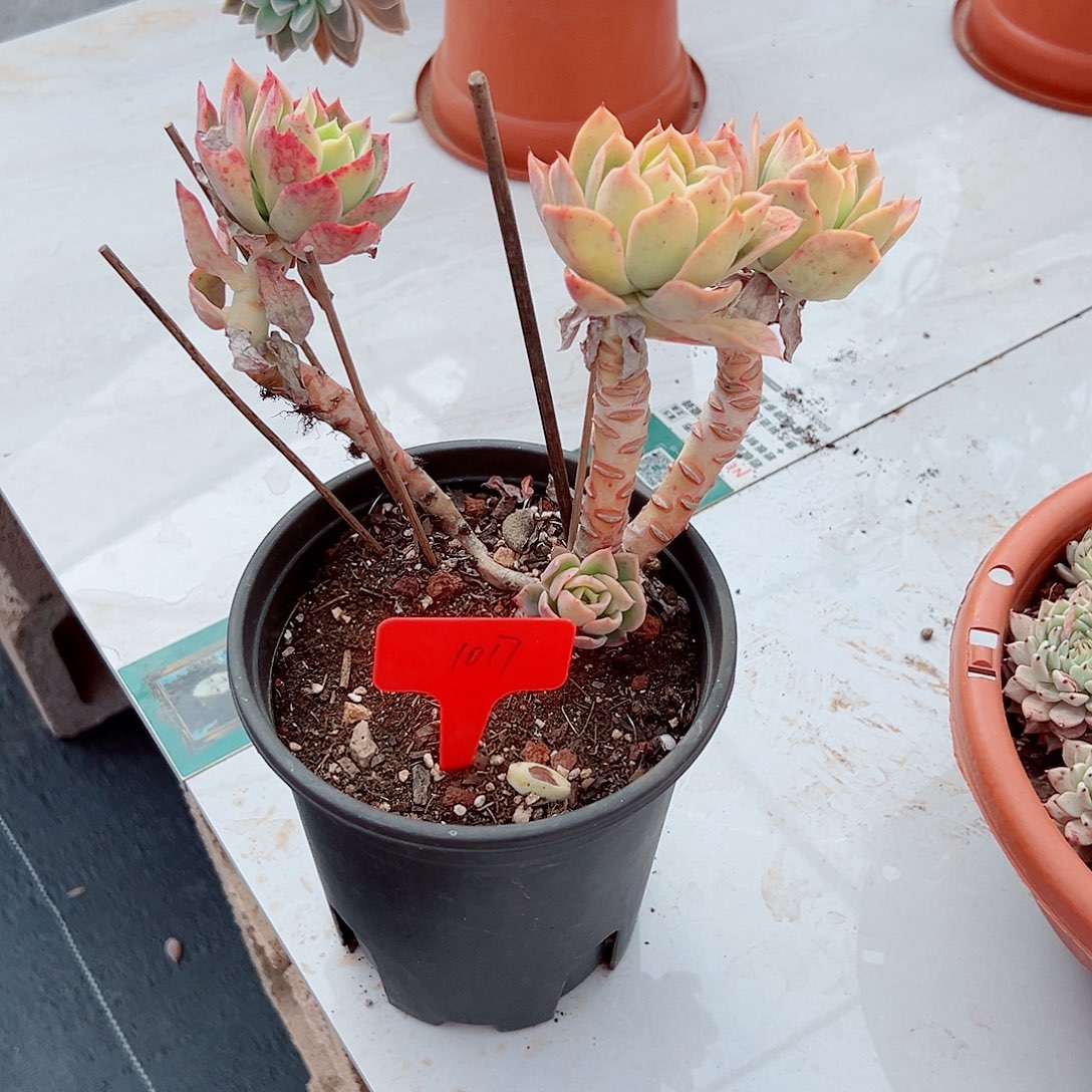 桃*1017乔伊多肉植物