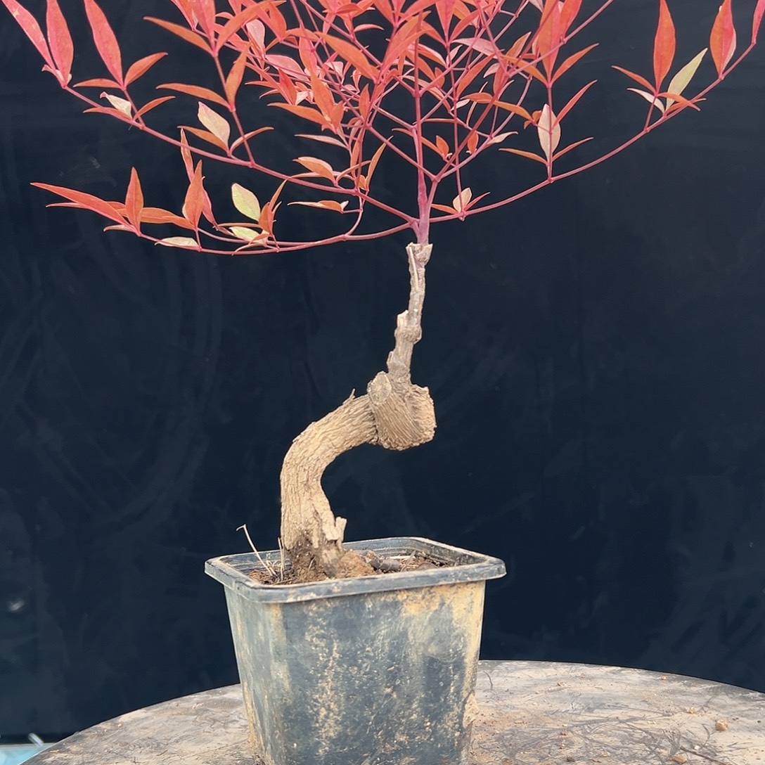 不开花植物0000000028