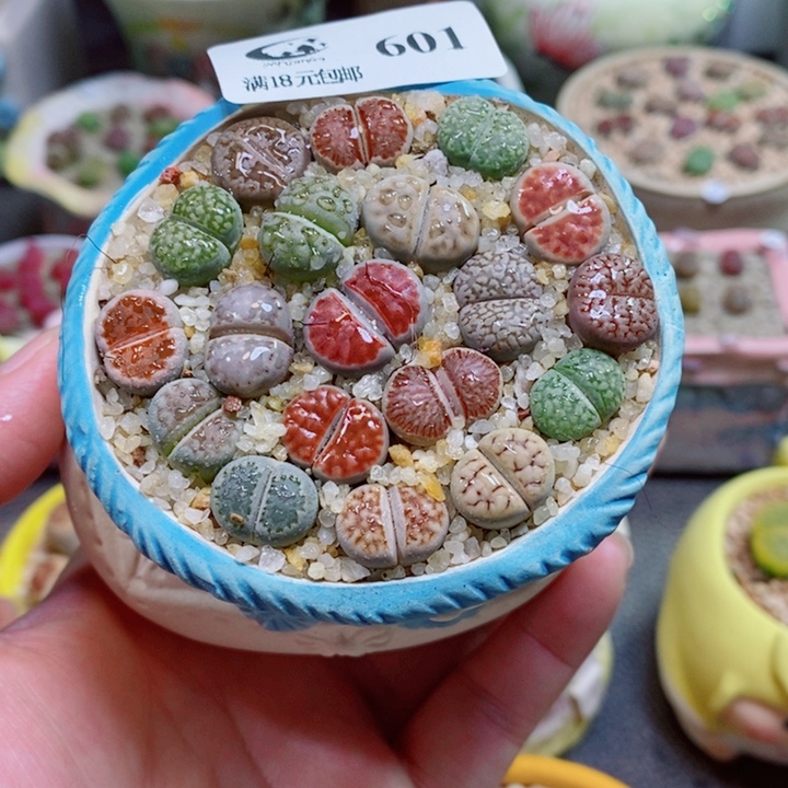 生石花花花花花花花601