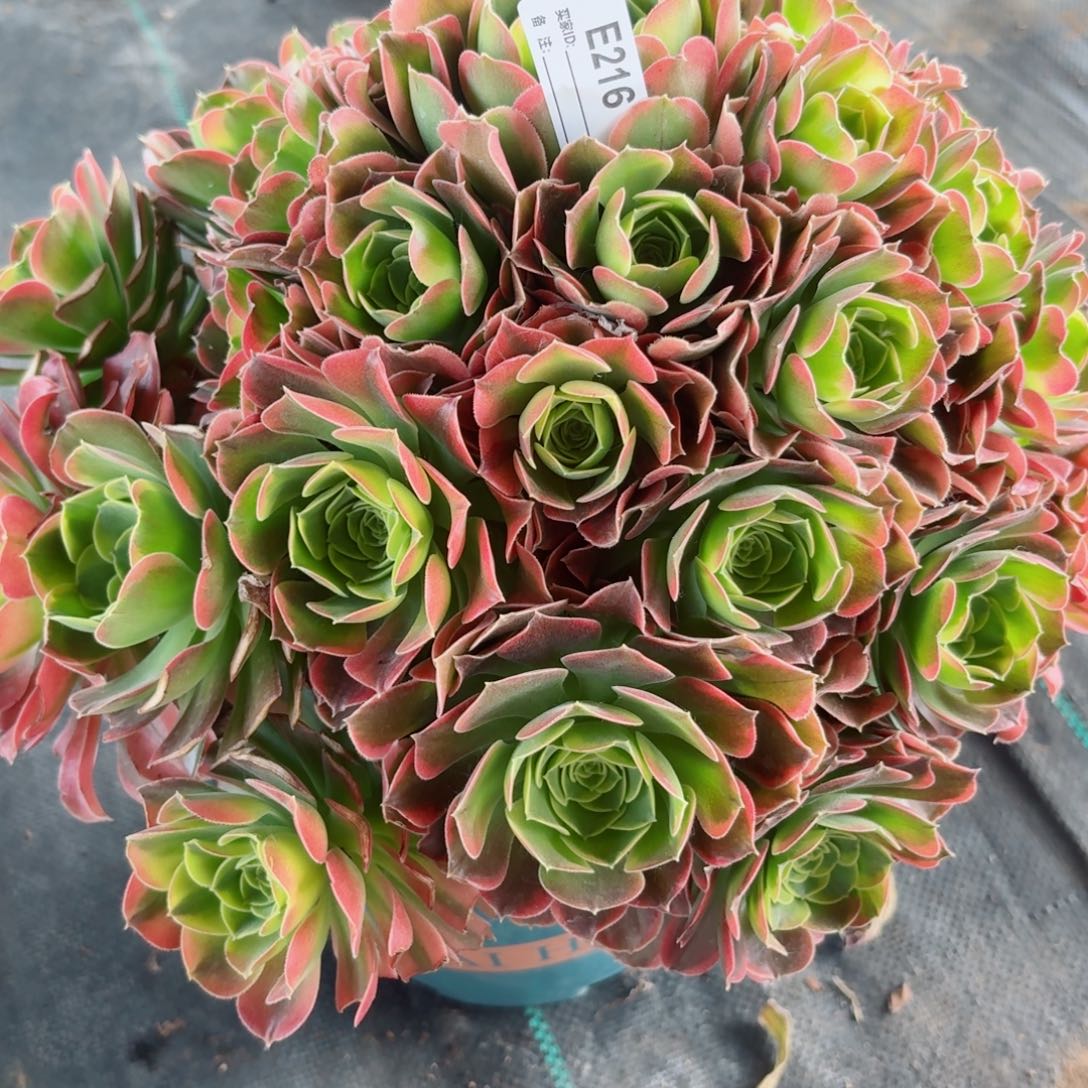 216特斯拉多肉植物 