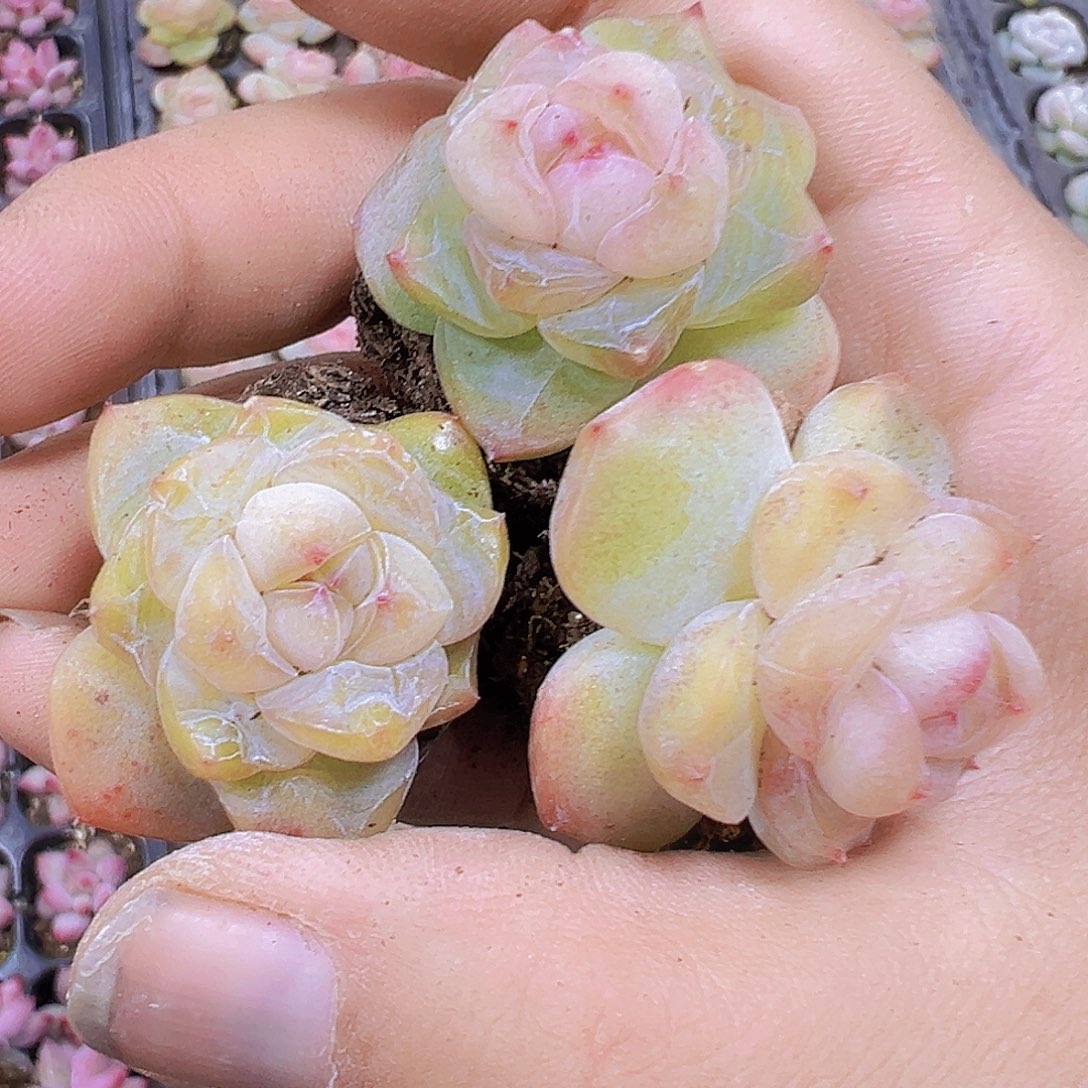 繁星珍妮5个19包油