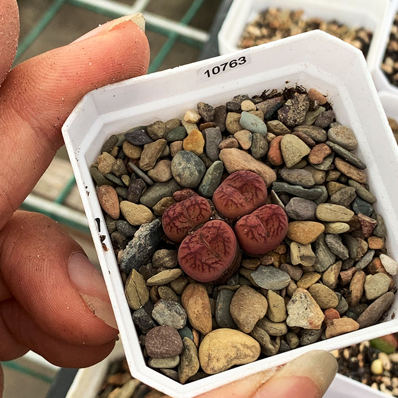 毛杂一物一拍杂交新品多肉包邮带盆发货屁股花好养多肉植物