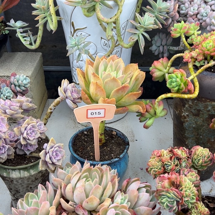 兰*巧一多肉植物015