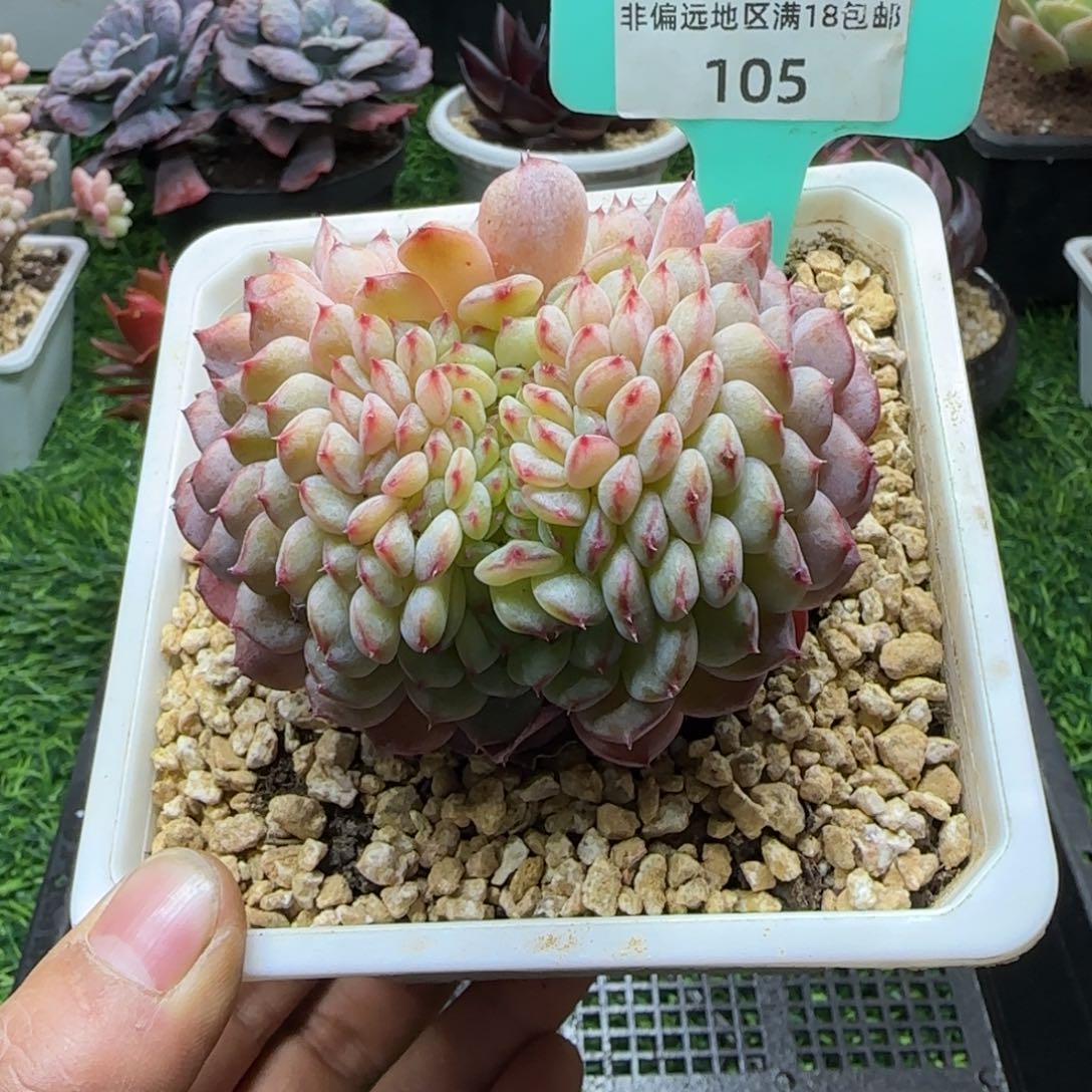 唐二姐多肉编号105