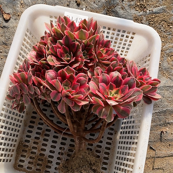 1431女妖多肉植物