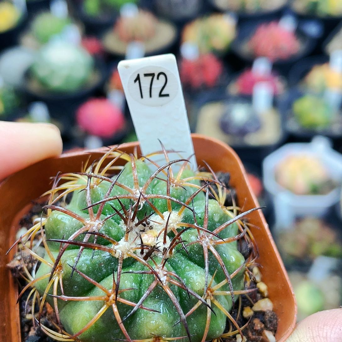 非偏远地区满25裸根发货仙人球