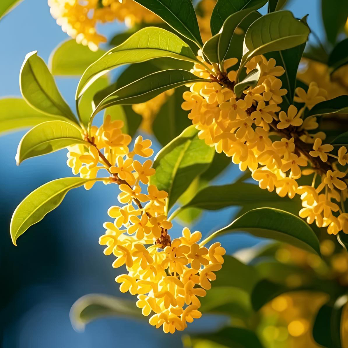 满园飘香 四季常青 北方冬天室外可以种植