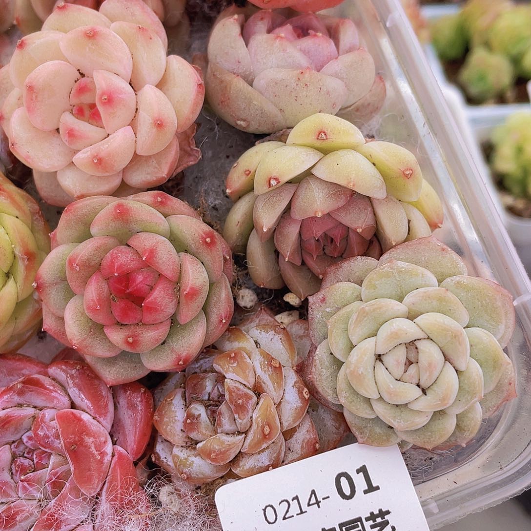 0000000000000001量拍