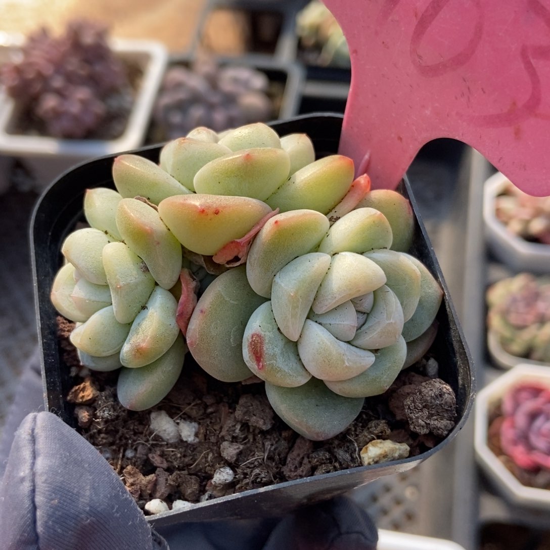 1903冰玉多肉植物保护 