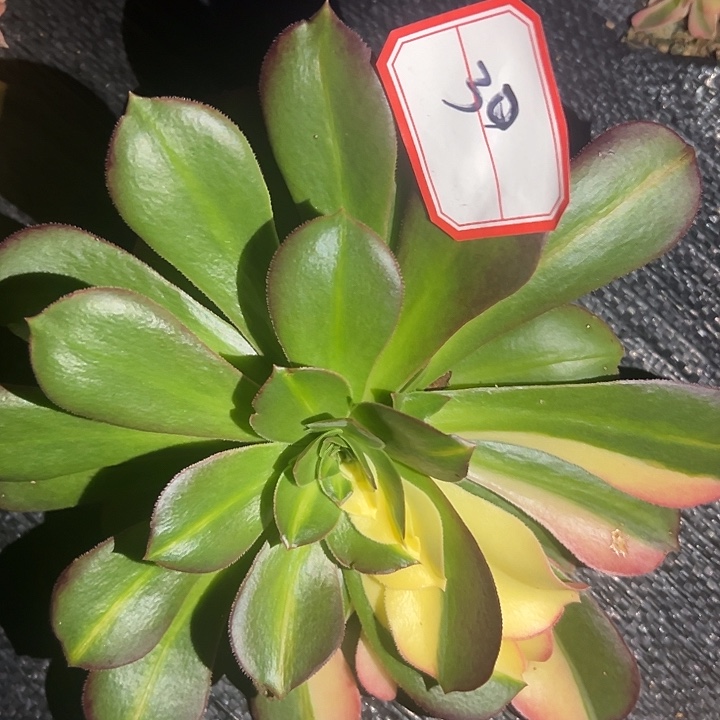 法师锦好好看30好看