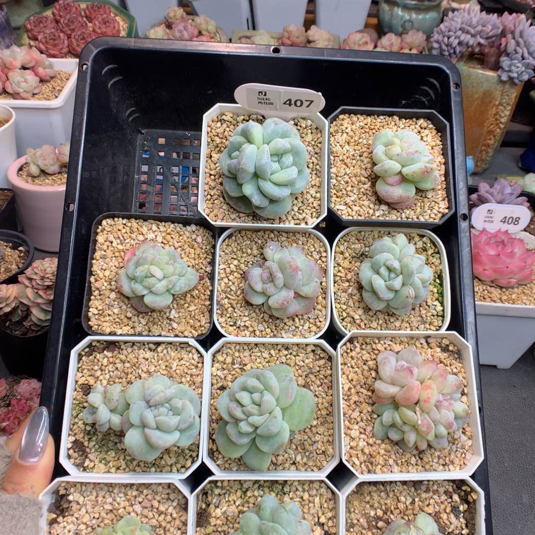 大***李407冰玉石化多肉植物