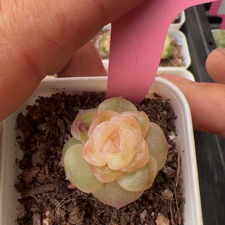 零***壹0808专拍一物一拍精品糖心，尺寸不大介意勿拍