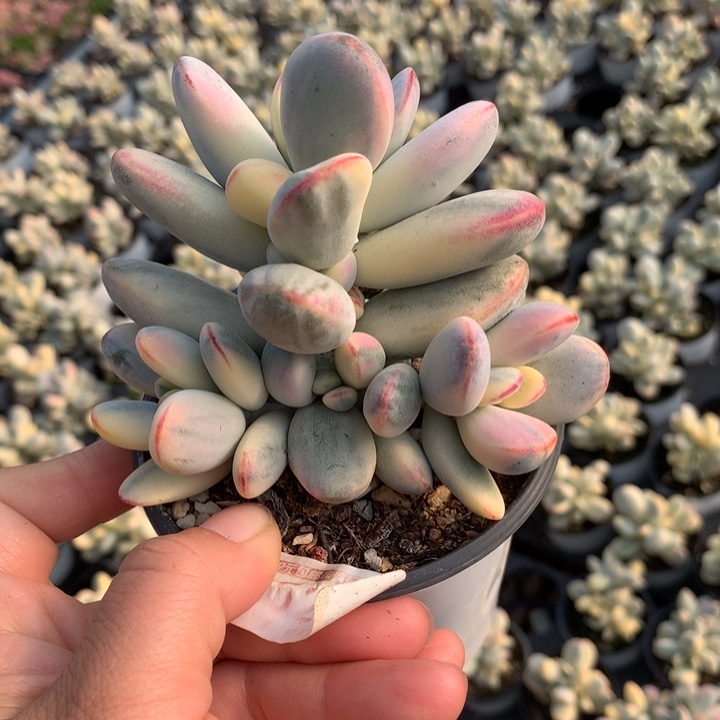 乒乓522多肉植物