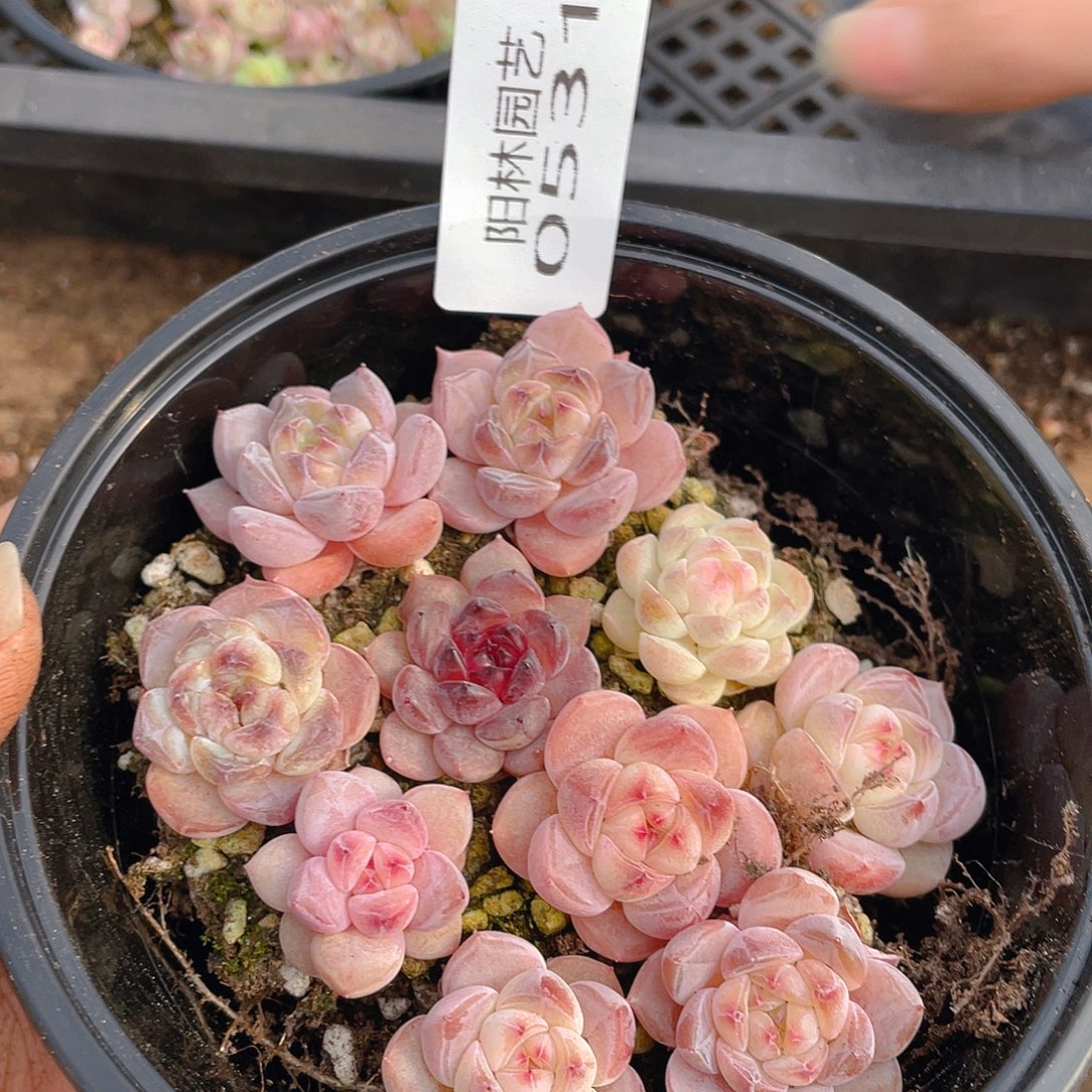 多肉植物多肉植物531