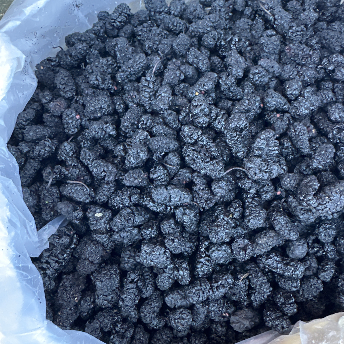 云南山货桑葚干干净无沙