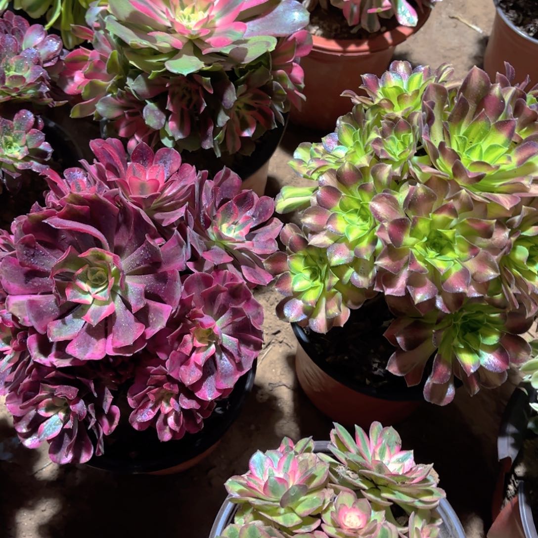 美杜莎韶华荔枝组合19.8