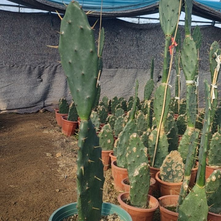 白***云黄大刺仙人掌两节一颗