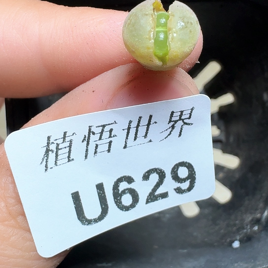 629盒多肉植物提取f