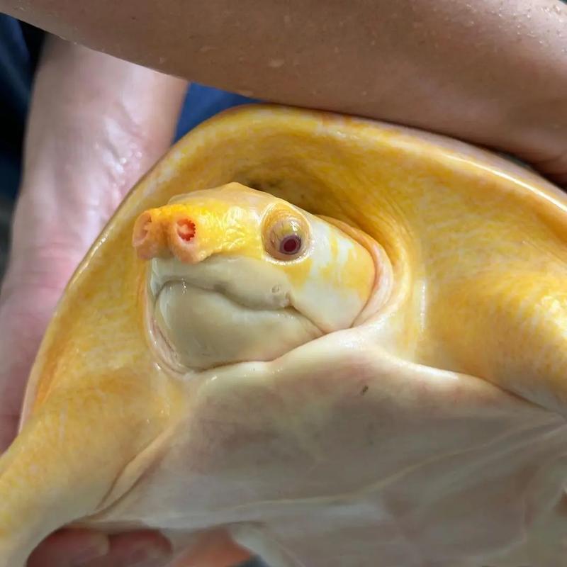 塔普拉人工繁育猪鼻龟水龟活体包邮包损