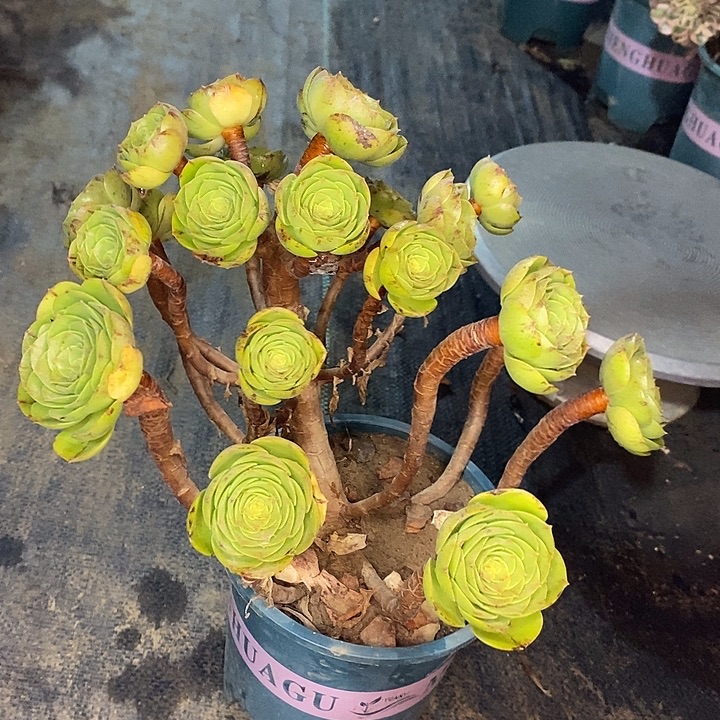 万圣节拉丝5多肉植物法师法师