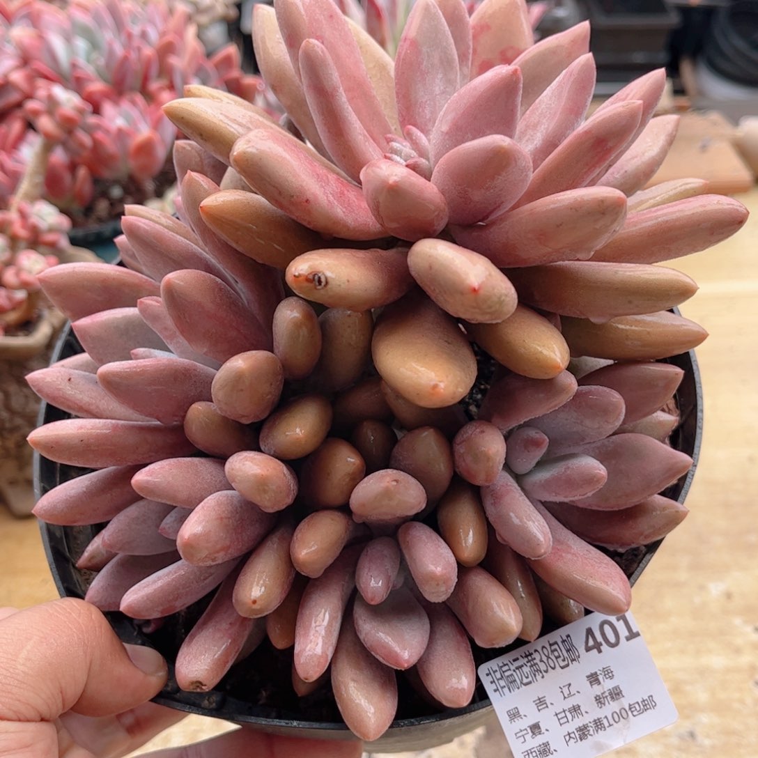 401粉色芭比德华多肉