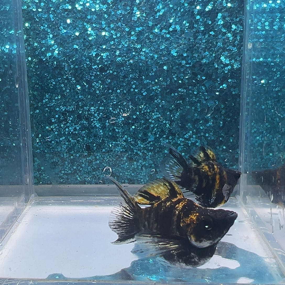 孔雀鱼燕尾虎皮玛丽一对