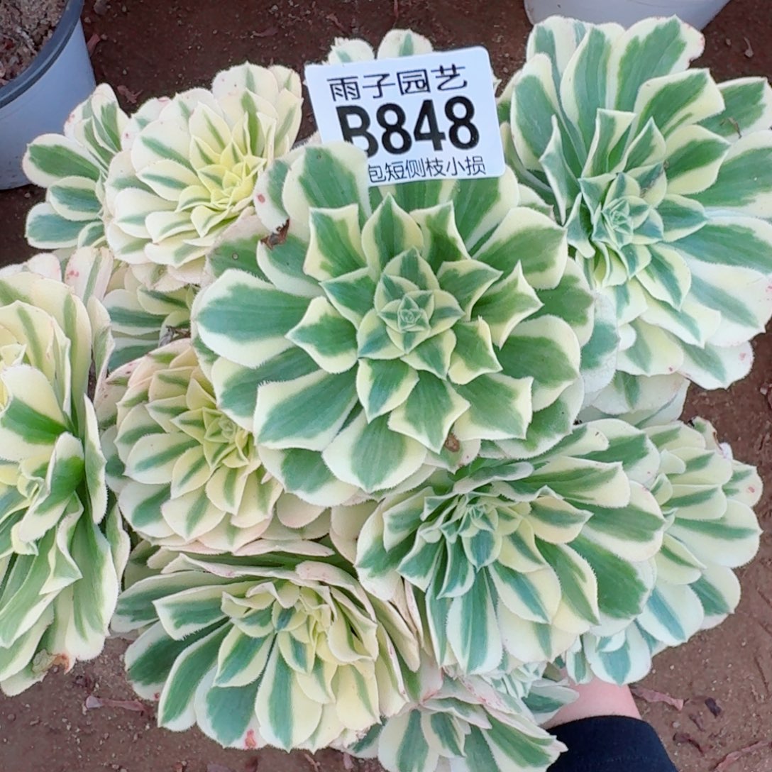 迈巴赫多肉植物848号