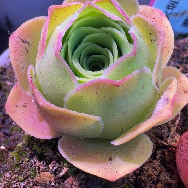 花火烟火x绝色 t223