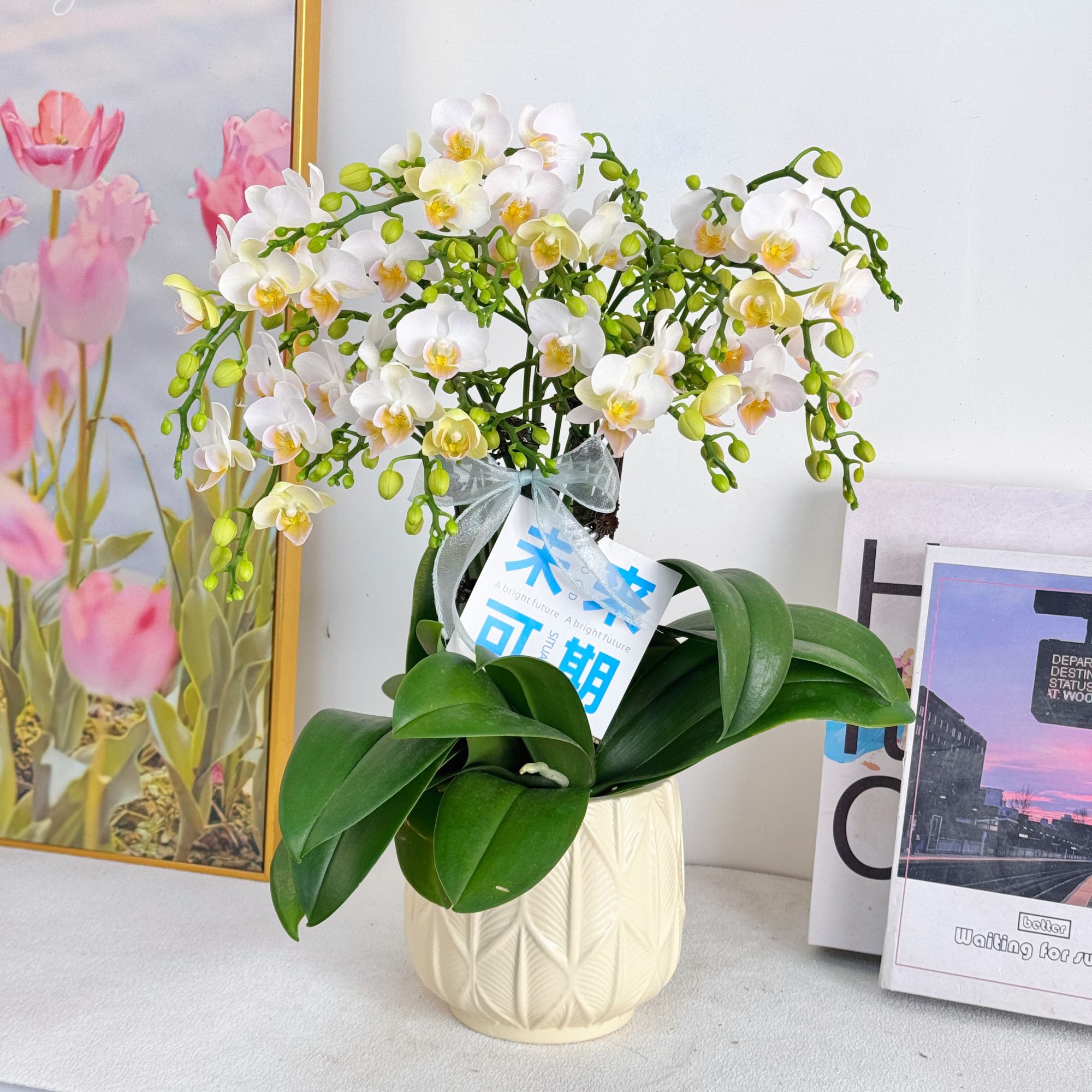 妗画【嫦娥】室内蝴蝶兰花盆栽  年宵花  懒人绿植  送人送礼