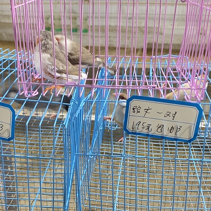 爱***窝文鸟企鹅珍珠一对包活到家收到货拍开箱视频