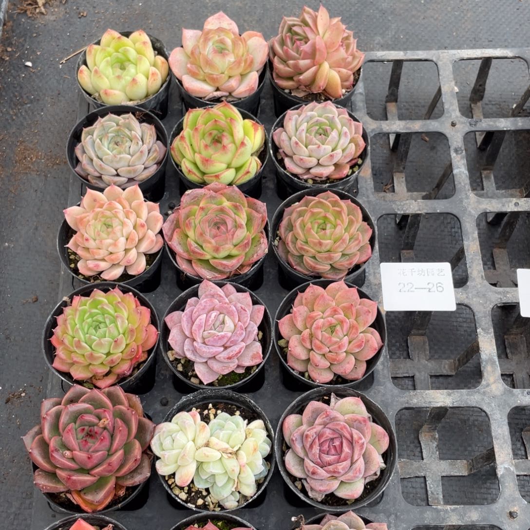 一物一拍18棵22-26