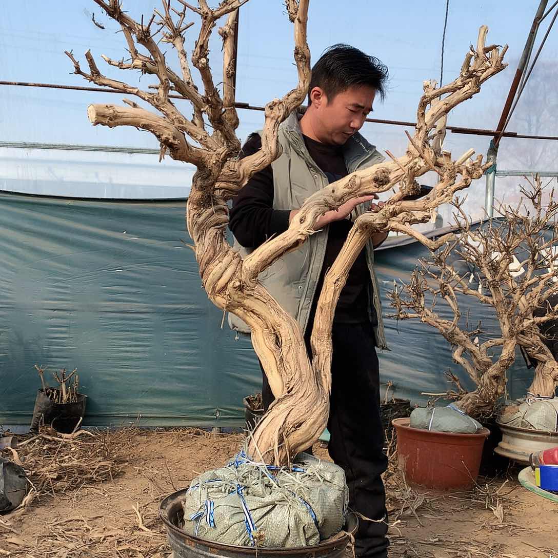 金银花122255445555