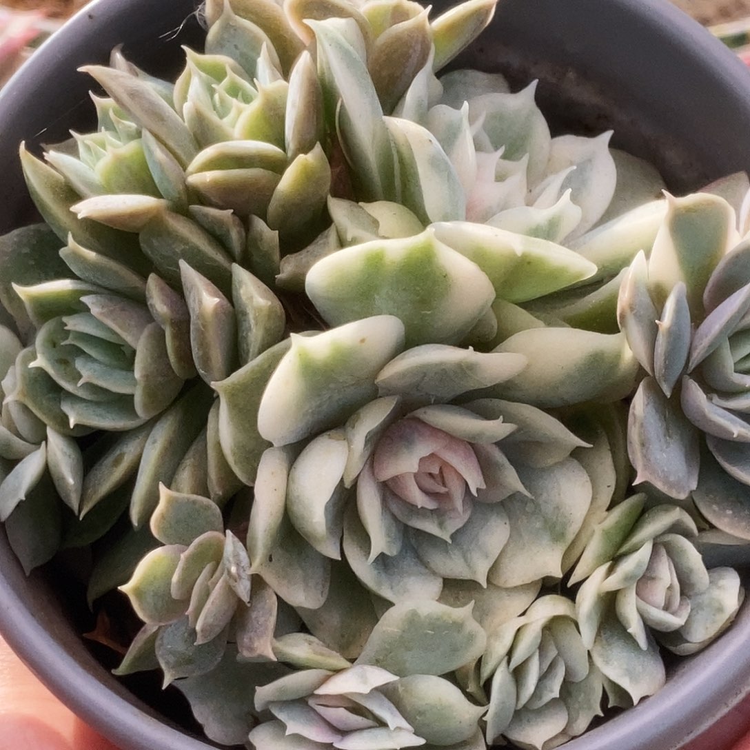 113昂丝诺锦锦锦锦锦锦锦锦