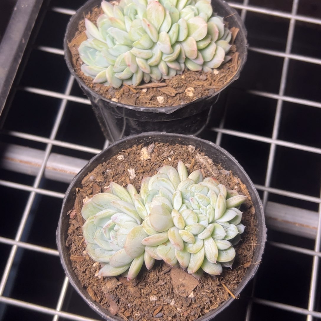 要***心白色恋人，一物一拍