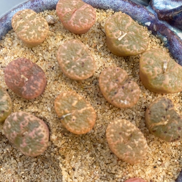 泡泡勋章1颗一颗