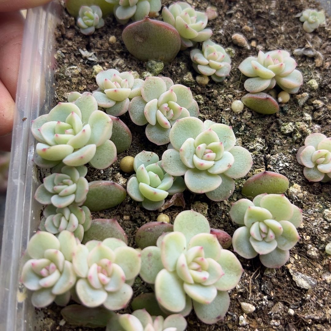 糖心多肉一物一拍23号