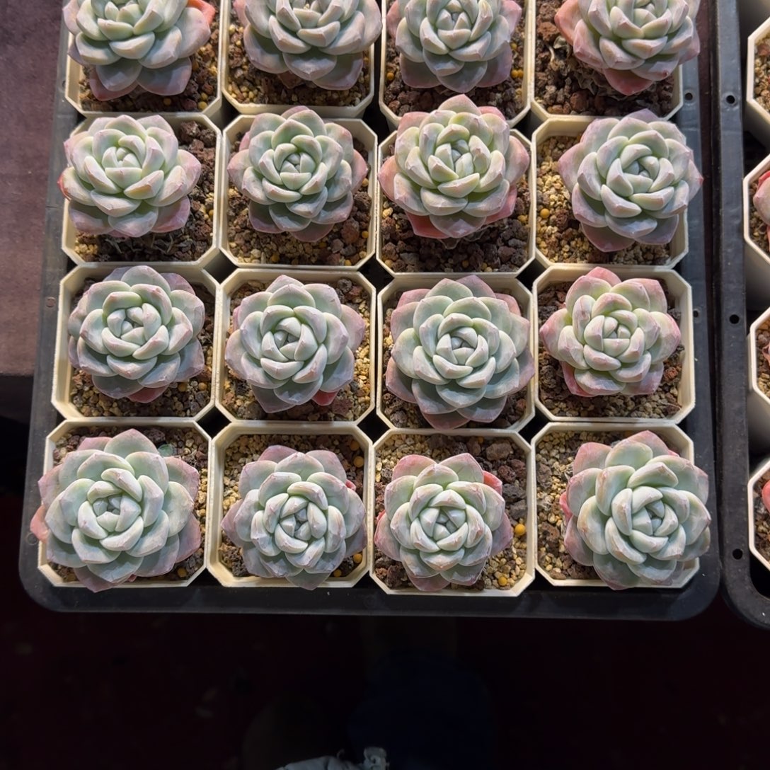 小***花冰玉一筐一物一拍57