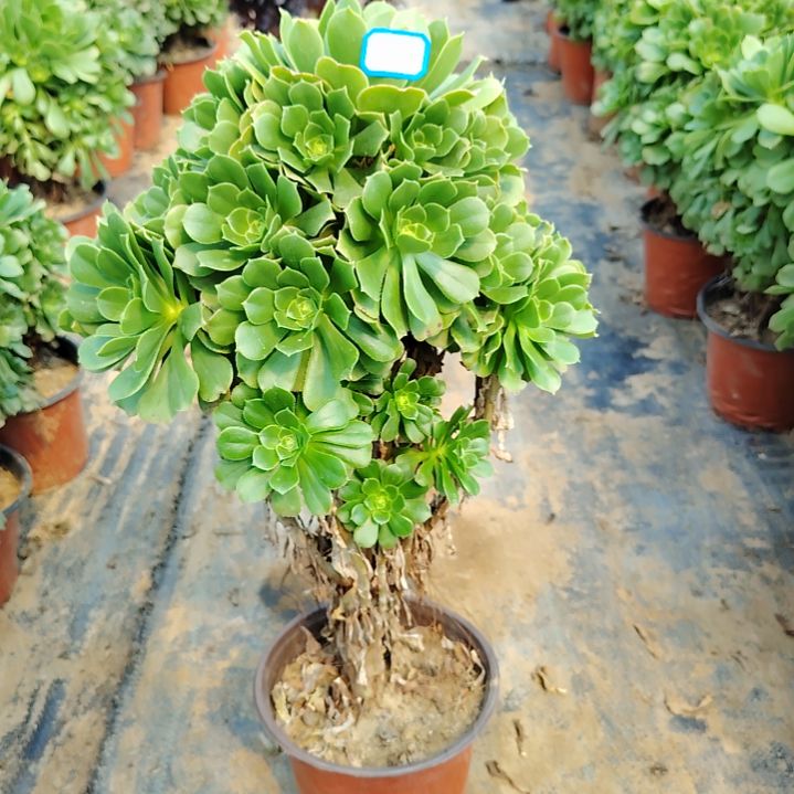 31号老桩法师绿羊绒